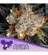 Aura (Gorilla Piss x Power Nap)