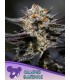 Calypso Sunrocks (Airside OG x Hawaiiana)