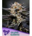 Calypso Sunrocks (Airside OG x Hawaiiana)