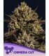 Chimera Cut (Quimera x El Corte)