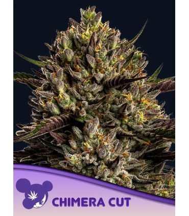 Chimera Cut (Quimera x El Corte)