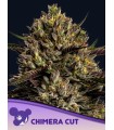 Chimera Cut (Quimera x El Corte)