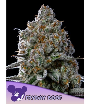 Friday Boof (Friday Kush x Sticky Boof)