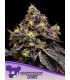 Glowberry Rush (Gumbo Frozen Black Cherry x Blueberry Gumbo)