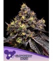 Glowberry Rush (Gumbo Frozen Black Cherry x Blueberry Gumbo)