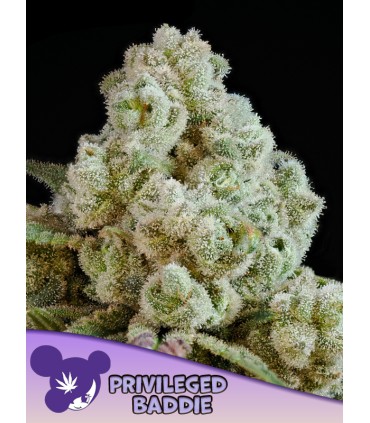 Privileged Baddie (Tree Flip x Indigo Sapphire)