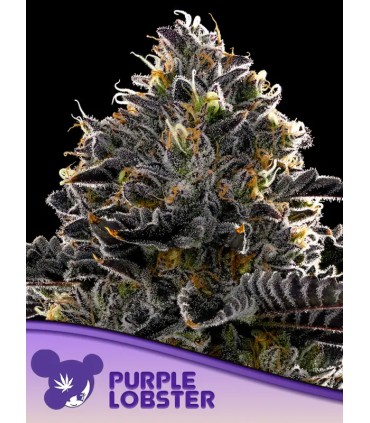 Purple Lobster (Blue Lobster x Planet Red)