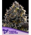 Purple Lobster (Blue Lobster x Planet Red)
