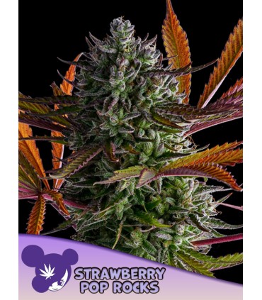 Strawberry Pop Rocks (Strawberry Cheesecake x Orange Creampop)