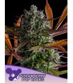 Strawberry Pop Rocks (Strawberry Cheesecake x Orange Creampop)