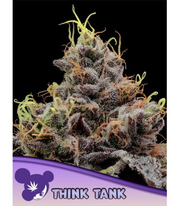 Think Tank (Tea Time x High Mars)