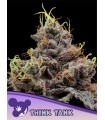 Think Tank (Tea Time x High Mars)