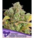 Honey Fried Banana (Modified Bananas x Nana Junky)