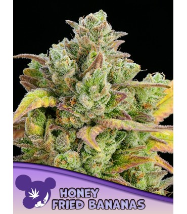 Honey Fried Banana (Modified Bananas x Nana Junky)