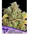 Honey Fried Banana (Modified Bananas x Nana Junky)