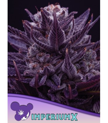 Imperium X (City of God x The White Angel x Future 1)