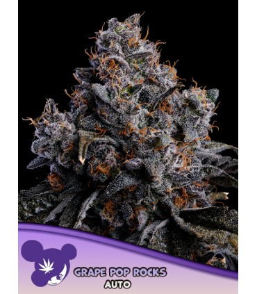Auto Grape Pop Rocks