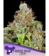 Auto Sticky Boof