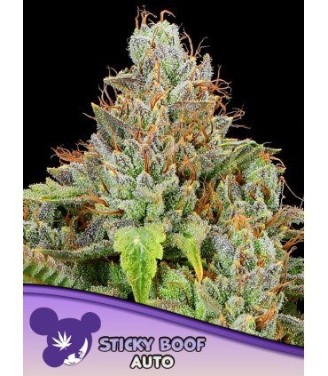 Auto Sticky Boof