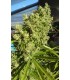 KILLER A5 HAZE 3FEM (Northern Lights 5 Haze x Malawi Asesina)