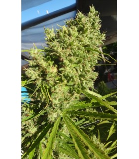 KILLER A5 HAZE 3FEM (Northern Lights 5 Haze x Malawi Asesina)