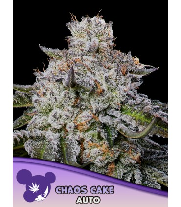 Auto Chaos Cake