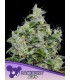 Auto Dankberry