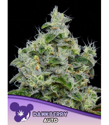 Auto Dankberry