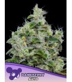 Auto Dankberry