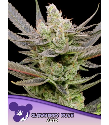 Auto Glowberry Rush