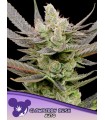 Auto Glowberry Rush