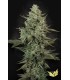 Mendo Créme (Kush Sorbet x Mendo Breath)