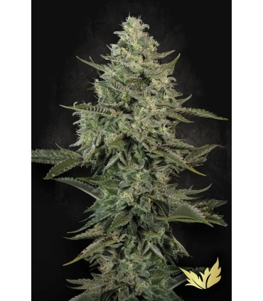 Mendo Créme (Kush Sorbet x Mendo Breath)