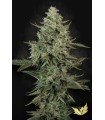 Mendo Créme (Kush Sorbet x Mendo Breath)