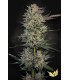 Candy Breath (Runtz x Mendo Breath)