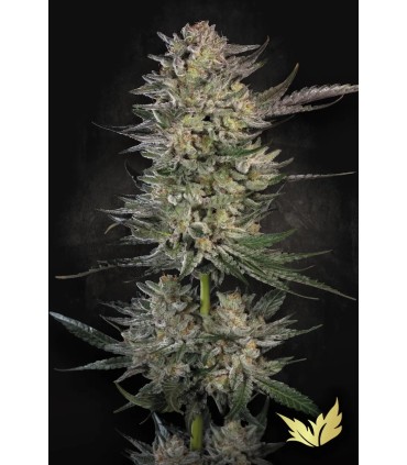 Candy Breath (Runtz x Mendo Breath)