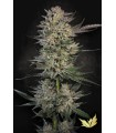 Candy Breath (Runtz x Mendo Breath)