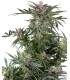 Dosimosa (Dosidos x Mimosa)