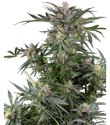 Dosimosa (Dosidos x Mimosa)