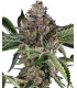 Papaya Jealousy (Jealousy x Papaya)