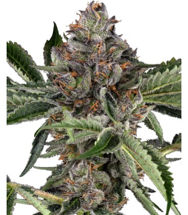 Papaya Jealousy (Jealousy x Papaya)