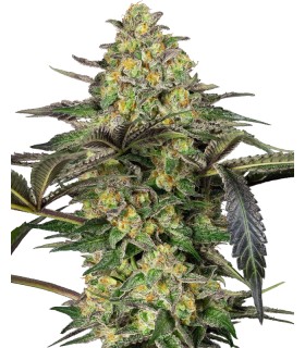 Grapevine Candy (Zkittlez x Modified Grapes)
