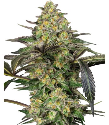 Grapevine Candy