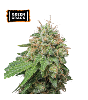 AUTO GREEN CRACK (Skunk 1 x Mango Indica)