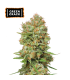 GREEN CRACK (Skunk 1 x Mango Indica)