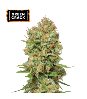 GREEN CRACK (Skunk 1 x Mango Indica)