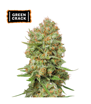 GREEN CRACK (Skunk 1 x Mango Indica)
