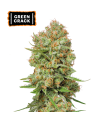 GREEN CRACK (Skunk 1 x Mango Indica)