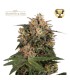 BLACKBERRY GUM (Bubble Gum x Blueberry)