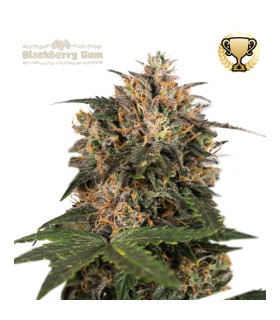 BLACKBERRY GUM (Bubble Gum x Blueberry)